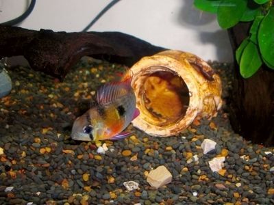 元寶鳳凰魚的壽命：元寶鳳凰魚的壽命因品種和飼養條件的不同而有所差異