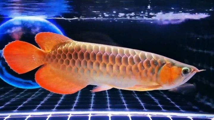 仰視魚的美