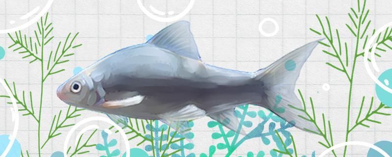 鯪魚和鯉魚一樣嗎有什么區別