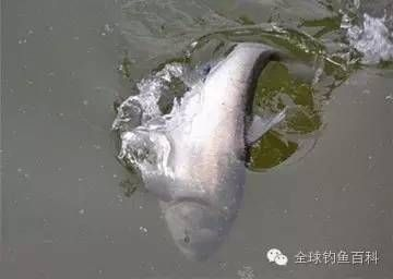 泰龐海鰱魚的生態(tài)習(xí)性，關(guān)于泰龐海鰱魚的一些生態(tài)習(xí)性 泰龐海鰱魚的生態(tài)習(xí)性，關(guān)于泰龐海鰱魚的一些生態(tài)習(xí)性 虎魚百科 第4張
