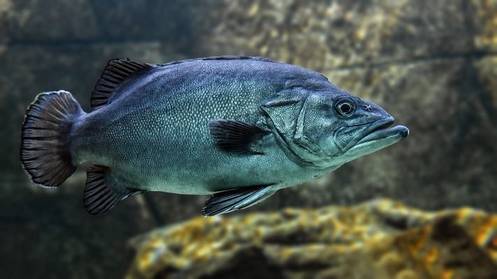 泰龐海鰱魚的生態(tài)習(xí)性，關(guān)于泰龐海鰱魚的一些生態(tài)習(xí)性 泰龐海鰱魚的生態(tài)習(xí)性，關(guān)于泰龐海鰱魚的一些生態(tài)習(xí)性 虎魚百科 第6張