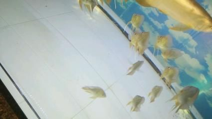元寶鳳凰魚飼料自制方法，元寶鳳凰魚飼料保存技巧 元寶鳳凰魚飼料自制方法，元寶鳳凰魚飼料保存技巧 元寶鳳凰魚百科 第4張