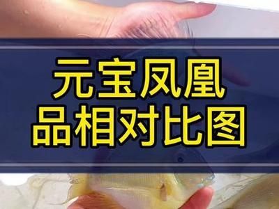 元寶鳳凰魚飼料自制方法，元寶鳳凰魚飼料保存技巧 元寶鳳凰魚飼料自制方法，元寶鳳凰魚飼料保存技巧 元寶鳳凰魚百科 第5張