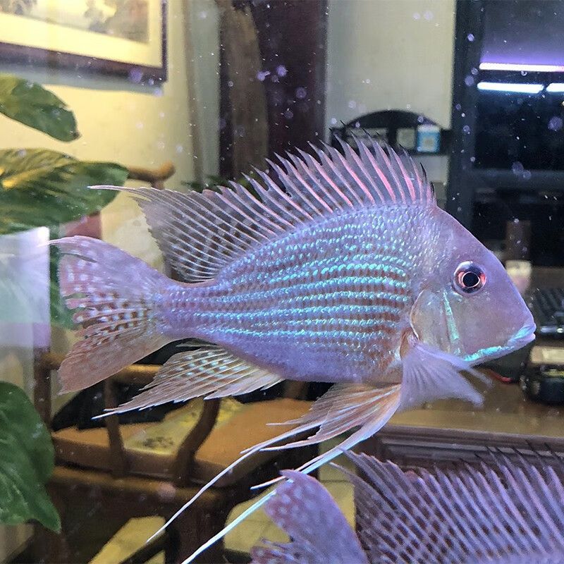 詳細(xì)閱讀:龍魚(yú)和元寶鳳凰混養(yǎng):元寶鳳凰魚(yú)與龍魚(yú)互動(dòng)觀察,混養(yǎng)魚(yú)缸的水質(zhì)管理技巧 龍魚(yú)和元寶鳳凰混養(yǎng):元寶鳳凰魚(yú)與龍魚(yú)互動(dòng)觀察,混養(yǎng)魚(yú)缸的水質(zhì)管理技巧
