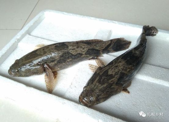 泰國虎魚人工繁殖成本控制，泰國虎魚人工繁殖成本控制案例，泰國虎魚繁殖成本控制案例