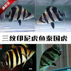 泰國虎魚人工繁殖成本控制，泰國虎魚人工繁殖成本控制案例，泰國虎魚繁殖成本控制案例