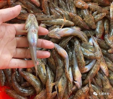 泰國虎魚人工繁殖成本控制，泰國虎魚人工繁殖成本控制案例，泰國虎魚繁殖成本控制案例