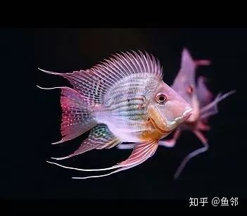 魟魚不愛吃食：當魟魚表現出不愛吃食的行為時，可能是由于多種原因引起的