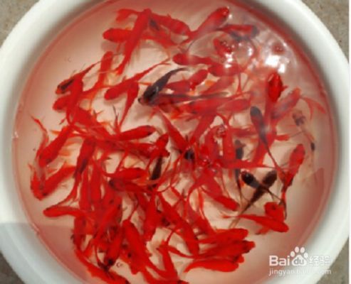 桌面魚缸適合養什么魚好，桌面魚缸養魚水質維護方法 桌面魚缸適合養什么魚好，桌面魚缸養魚水質維護方法 魚缸百科 第6張