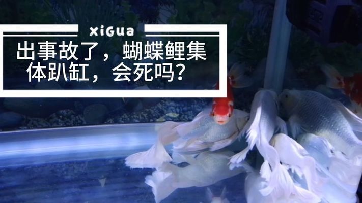 蝴蝶鯉趴缸（蝴蝶鯉的水質管理）