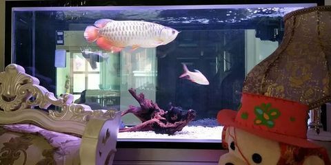 金龍魚在魚缸底部游正常嗎，金龍魚在缸底游動是否正常