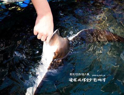 魟魚吃東西用咬東西嗎：在喂養魟魚時，需要注意水質的控制和喂食的安全性