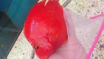 金龍魚跟元寶鳳凰混養怎么樣啊視頻：金龍魚與元寶鳳凰混養怎么樣金龍魚與元寶鳳凰混養效果 金龍魚跟元寶鳳凰混養怎么樣啊視頻：金龍魚與元寶鳳凰混養怎么樣金龍魚與元寶鳳凰混養效果 元寶鳳凰魚百科 第4張