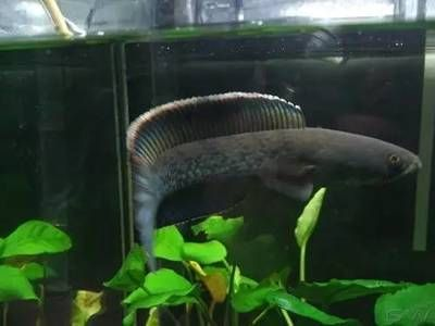雷龍魚可以和魟魚混養嗎：雷龍魚可以和魟魚混養嗎，