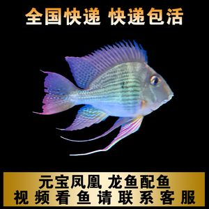 詳細(xì)閱讀:龍魚(yú)高端配魚(yú)是元寶鳳凰魚(yú):元寶鳳凰魚(yú)是一種非常適合與龍魚(yú)混養(yǎng)的高檔觀賞魚(yú) 龍魚(yú)高端配魚(yú)是元寶鳳凰魚(yú):元寶鳳凰魚(yú)是一種非常適合與龍魚(yú)混養(yǎng)的高檔觀賞魚(yú)