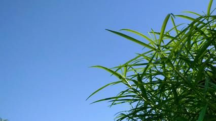 蘇虎苗適宜水溫調(diào)控技巧，蘇虎苗水溫調(diào)控技巧 蘇虎苗適宜水溫調(diào)控技巧，蘇虎苗水溫調(diào)控技巧 虎魚百科 第3張