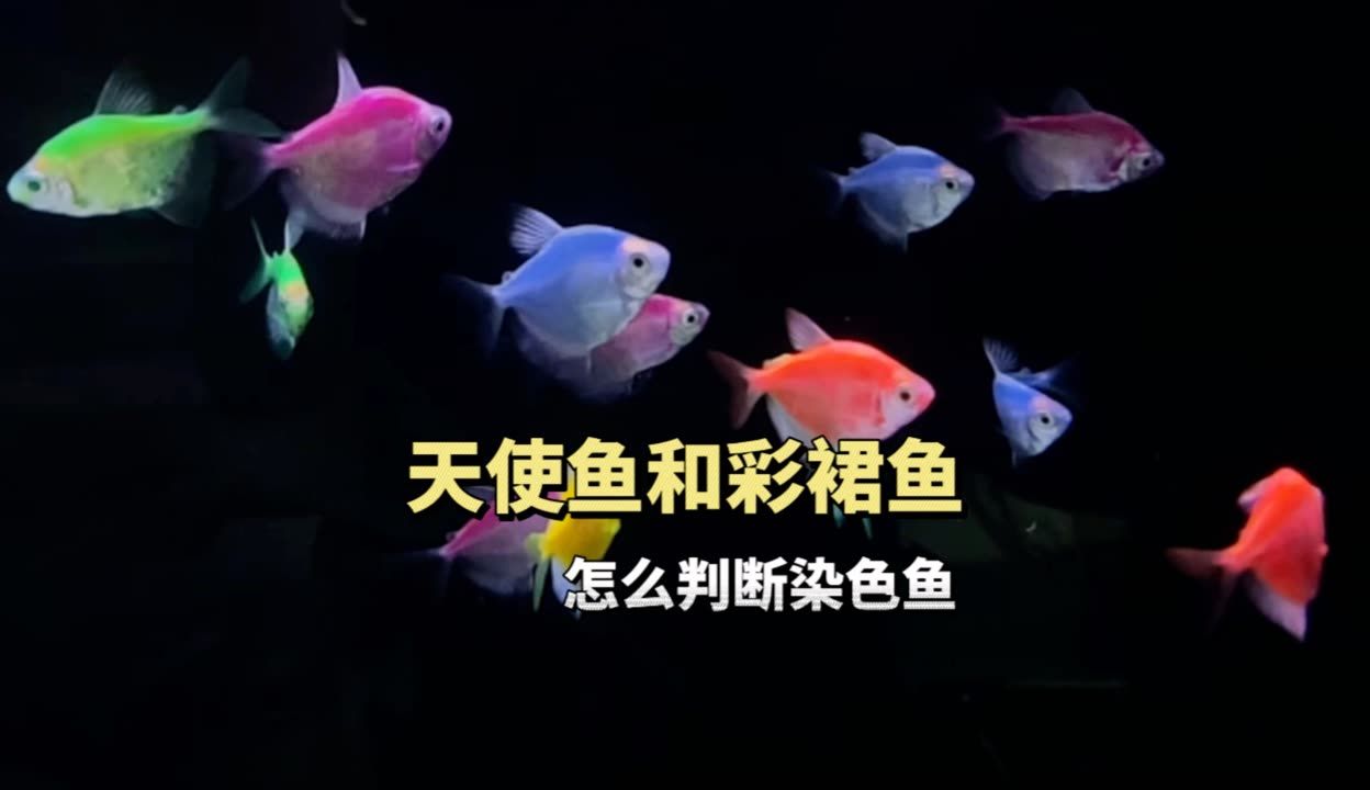 寧波魚缸定制廠家地址電話 寧波魚缸定制廠家地址電話號碼