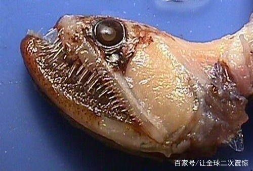 龍魚餓了好幾個月怎么開食了