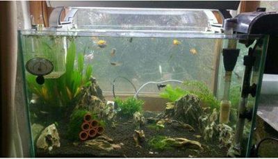 魚缸要換水嗎？，如何判斷魚缸水質好壞？ 魚缸要換水嗎？，如何判斷魚缸水質好壞？ 魚缸百科 第6張