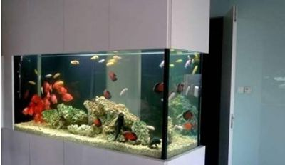 魚缸要換水嗎？，如何判斷魚缸水質好壞？ 魚缸要換水嗎？，如何判斷魚缸水質好壞？ 魚缸百科 第7張