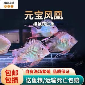 元寶鳳凰魚怎么分公母：元寶鳳凰魚怎么分公母詳情