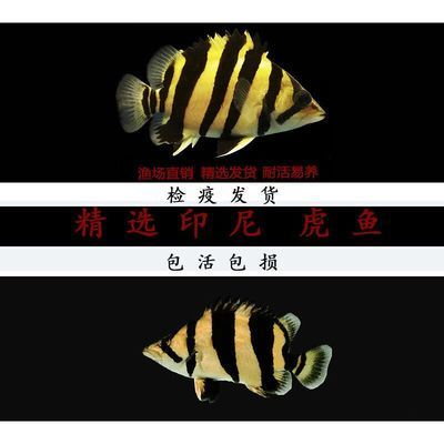 蘇虎魚適宜的水質環境，蘇虎魚最佳養殖水溫控制，蘇虎魚適宜的水質環境 蘇虎魚適宜的水質環境，蘇虎魚最佳養殖水溫控制，蘇虎魚適宜的水質環境 虎魚百科 第3張