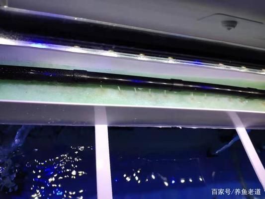魚缸潛水泵過濾效果，如何選擇適合魚缸的潛水泵？