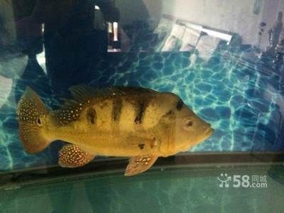 龍魚交易，龍魚之巔是一個很好的龍魚交易平臺 龍魚交易，龍魚之巔是一個很好的龍魚交易平臺 虎魚百科 第3張