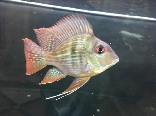 元寶鳳凰難養嗎：元寶鳳凰魚的飼養難易程度 元寶鳳凰難養嗎：元寶鳳凰魚的飼養難易程度 元寶鳳凰魚百科 第4張