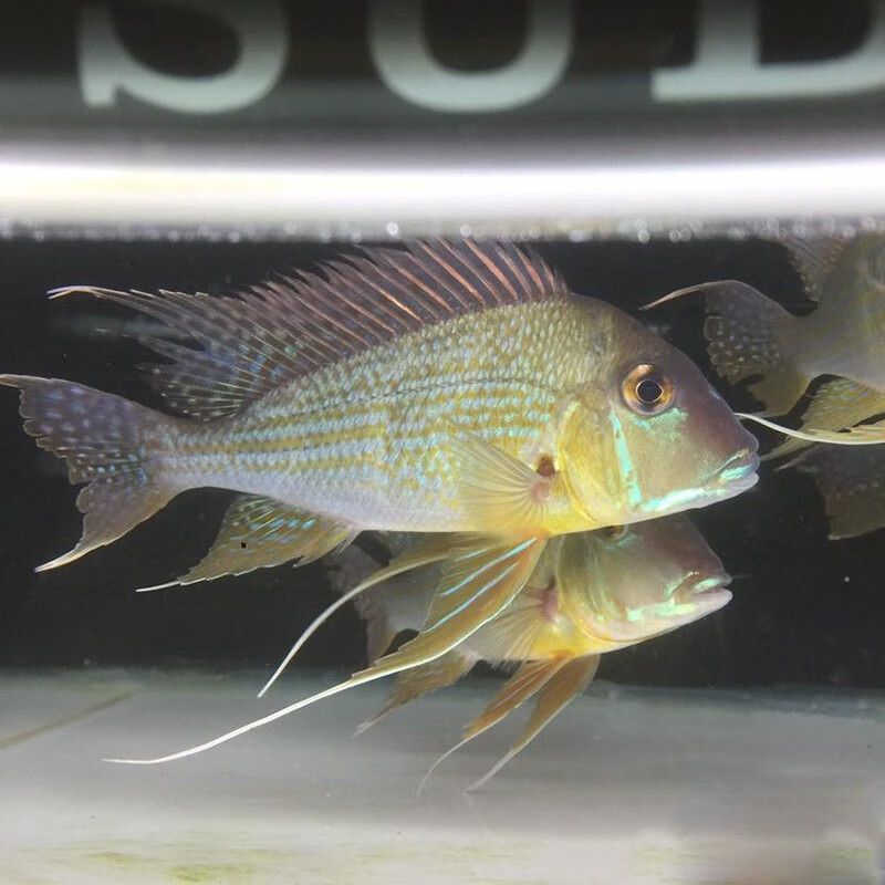 元寶鳳凰魚能和什么魚混養一起養呢圖片：元寶鳳凰魚可以和哪些魚類混養 元寶鳳凰魚能和什么魚混養一起養呢圖片：元寶鳳凰魚可以和哪些魚類混養 元寶鳳凰魚百科 第6張