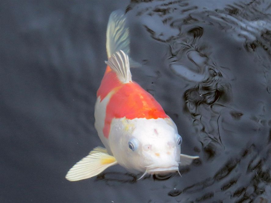 平邑魚缸批發市場在哪里呀多少錢（平邑水族店）