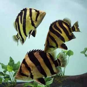 三紋虎魚日常健康管理，三紋虎魚日常健康管理信息：三紋虎魚日常健康管理 三紋虎魚日常健康管理，三紋虎魚日常健康管理信息：三紋虎魚日常健康管理 虎魚百科 第7張