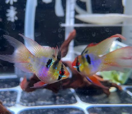 詳細(xì)閱讀:元寶鳳凰魚(yú)飼料營(yíng)養(yǎng)搭配,元寶鳳凰魚(yú)飼料品牌推薦 元寶鳳凰魚(yú)飼料營(yíng)養(yǎng)搭配,元寶鳳凰魚(yú)飼料品牌推薦