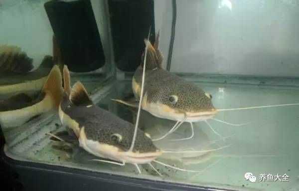 虎魚與招財貓魚混養效果，虎魚與招財貓魚混養效果如何