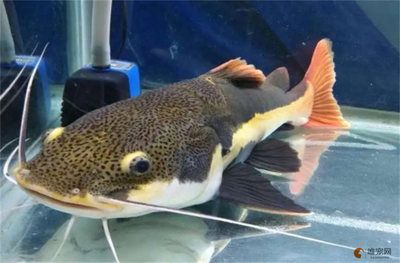 虎魚與招財貓魚混養效果，虎魚與招財貓魚混養效果如何 虎魚與招財貓魚混養效果，虎魚與招財貓魚混養效果如何 虎魚百科 第4張