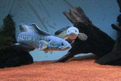 虎魚與招財貓魚混養效果，虎魚與招財貓魚混養效果如何 虎魚與招財貓魚混養效果，虎魚與招財貓魚混養效果如何 虎魚百科 第5張