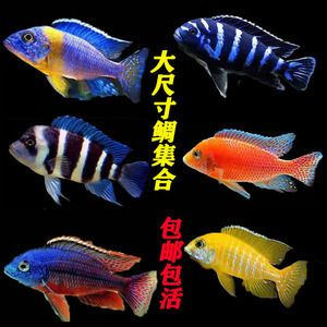 伊巴卡魚，伊巴卡魚是一種值得養護的熱帶觀賞魚，但需要注意什么