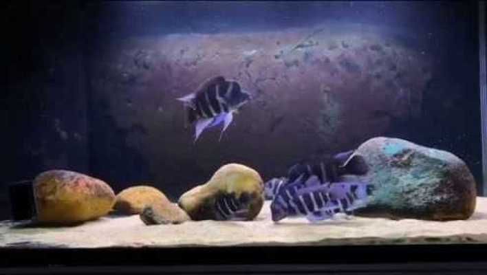 伊巴卡魚，伊巴卡魚是一種值得養護的熱帶觀賞魚，但需要注意什么 伊巴卡魚，伊巴卡魚是一種值得養護的熱帶觀賞魚，但需要注意什么 魚缸百科 第4張