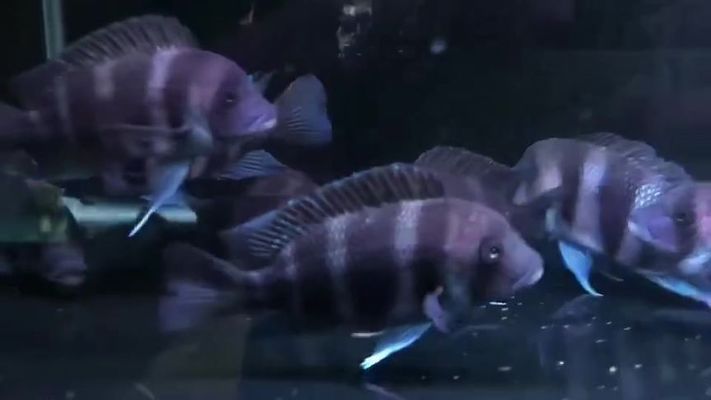 伊巴卡魚，伊巴卡魚是一種值得養護的熱帶觀賞魚，但需要注意什么 伊巴卡魚，伊巴卡魚是一種值得養護的熱帶觀賞魚，但需要注意什么 魚缸百科 第5張