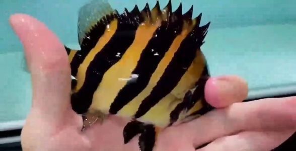 蘇虎魚冬季養護技巧，蘇虎魚冬季養護技巧：蘇虎魚冬季養護技巧：蘇虎魚冬季養護技巧