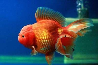 元寶鳳凰魚(yú)能長(zhǎng)多大？為什么長(zhǎng)的慢呢？：元寶鳳凰魚(yú)生長(zhǎng)緩慢是什么原因