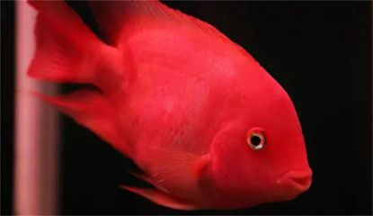 元寶鳳凰魚(yú)能長(zhǎng)多大？為什么長(zhǎng)的慢呢？：元寶鳳凰魚(yú)生長(zhǎng)緩慢是什么原因