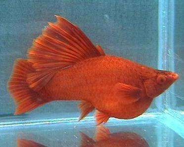 元寶鳳凰魚能長多大？為什么長的慢呢？：元寶鳳凰魚生長緩慢是什么原因