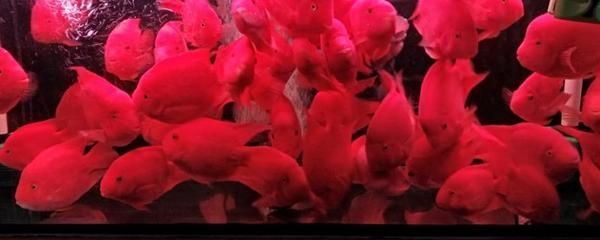 元寶鳳凰魚能長多大？為什么長的慢呢？：元寶鳳凰魚生長緩慢是什么原因