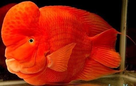 元寶鳳凰魚能長多大？為什么長的慢呢？：元寶鳳凰魚生長緩慢是什么原因