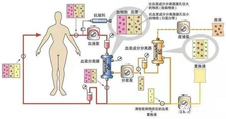 龍魚吃不吃飼料