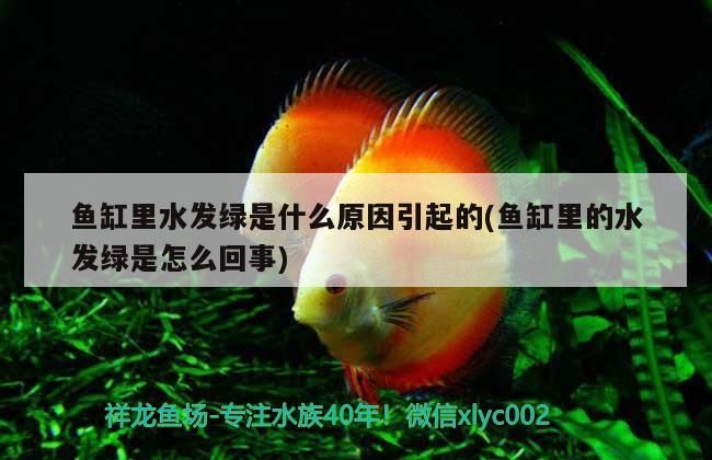 泉州魚缸批發市場在哪里啊電話多少（泉州哪里買魚缸）