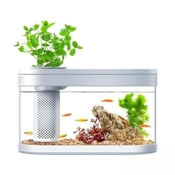 小魚缸養魚知識必備大全：小魚缸養魚知識必備
