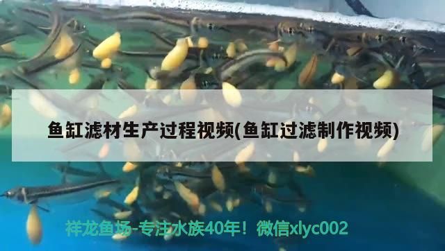 魚缸濾材生產過程視頻(魚缸過濾制作視頻) 魚缸濾材生產過程視頻(魚缸過濾制作視頻) 元寶鳳凰魚百科 第3張