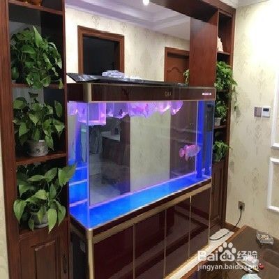 虎魚適宜的光照時間和方式，如何調節魚缸水溫，虎魚最佳飼料選擇，虎魚繁殖環境要求